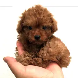 トイ・プードル