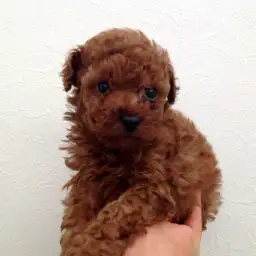 トイ・プードル