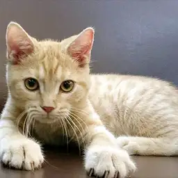 アメリカンショートヘア