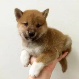 柴犬