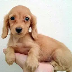 カニンヘン・ダックスフント