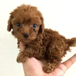 トイ・プードル