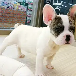 フレンチブルドッグ