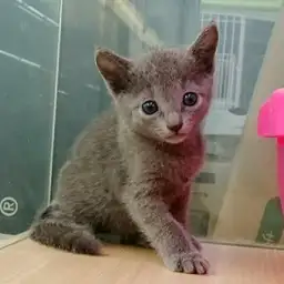 ロシアンブルー