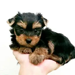 ヨークシャーテリア