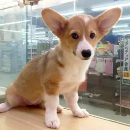 ウェルシュコーギーペンブローク