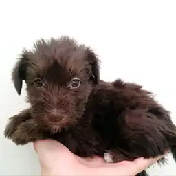 ミニチュア・シュナウザー