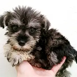 ミニチュア・シュナウザー