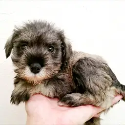 ミニチュア・シュナウザー