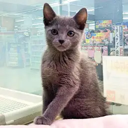 ロシアンブルー