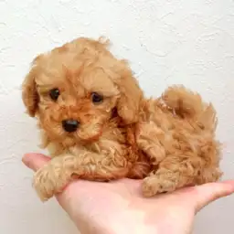 トイ・プードル