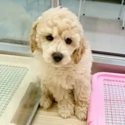 ミディアム・プードル