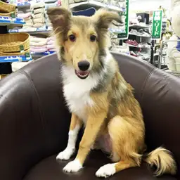 シェットランドシープドッグ