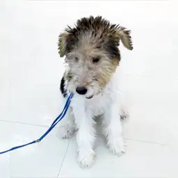 ワイヤーフォックステリア