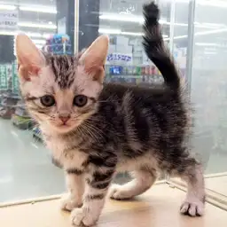 アメリカンショートヘア