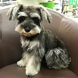 ミニチュア・シュナウザー