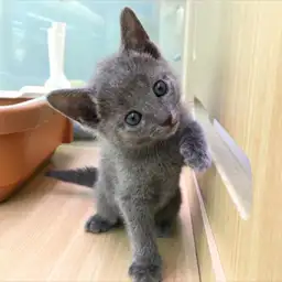 ロシアンブルー