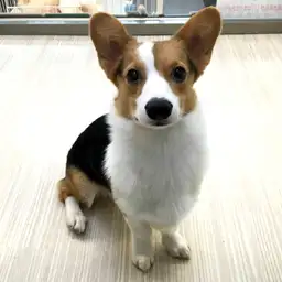 ウェルシュコーギーペンブローク