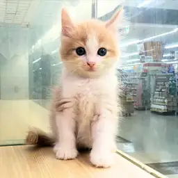 ノルウェージャンフォレストキャット