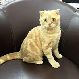 スコティッシュフォールド