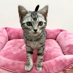 アメリカンショートヘア