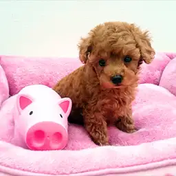 トイ・プードル