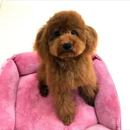 トイ・プードル