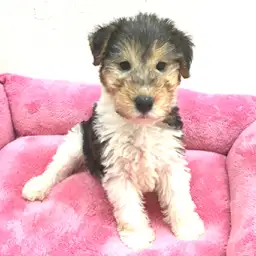 ワイヤーフォックステリア