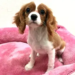 キャバリア・キングチャールズ・スパニエル
