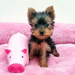 ヨークシャーテリア