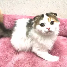 スコティッシュフォールド