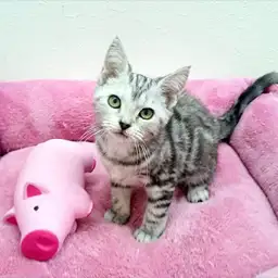 アメリカンショートヘア