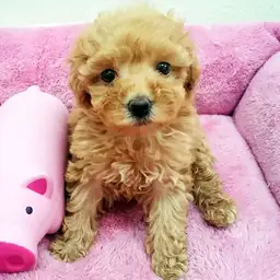 トイ・プードル