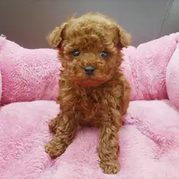 トイ・プードル