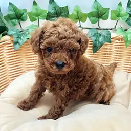 トイ・プードル