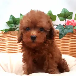 トイ・プードル