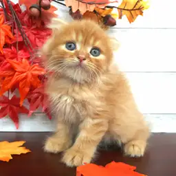 スコティッシュフォールド