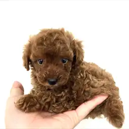 トイ・プードル