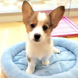 ウェルシュコーギーペンブローク