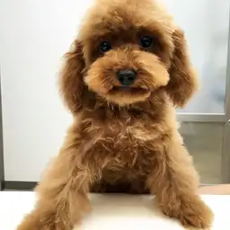 トイ・プードル