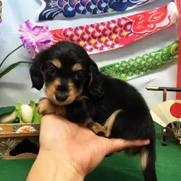 ミニチュア・ダックスフント