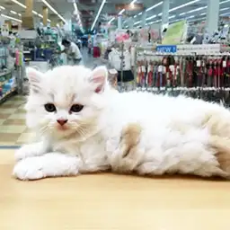 スコティッシュフォールド