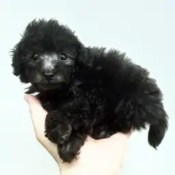 トイ・プードル