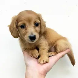 カニンヘン・ダックスフント