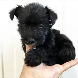 ミニチュア・シュナウザー