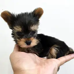 ヨークシャーテリア