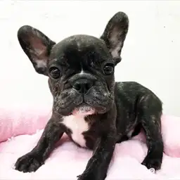 フレンチブルドッグ