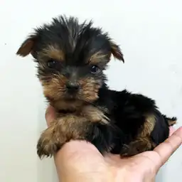 ヨークシャーテリア