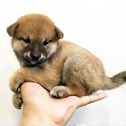 柴犬