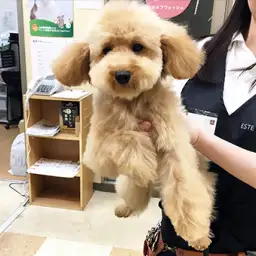 トイ・プードル